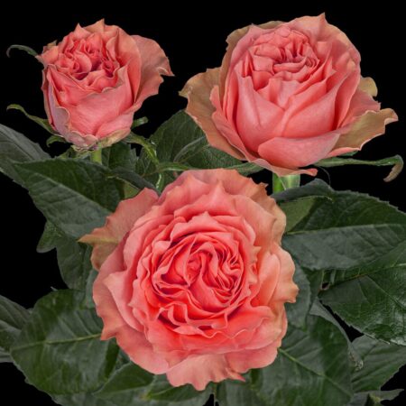Ladies Crown®