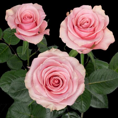 Think Pink®